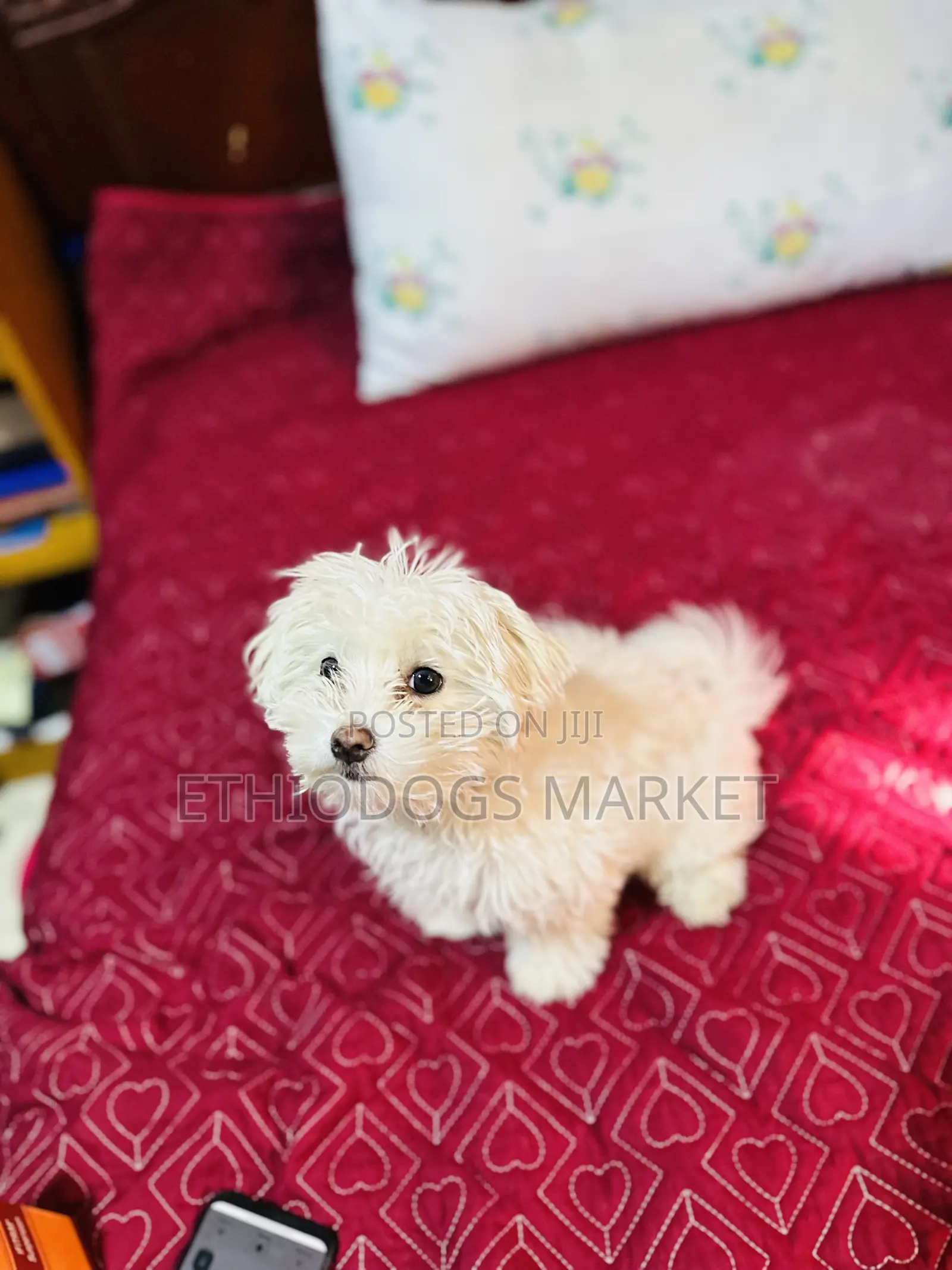 1-3 months Male Purebred Maltese