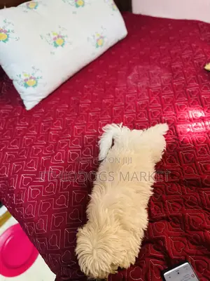 1-3 months Male Purebred Maltese
