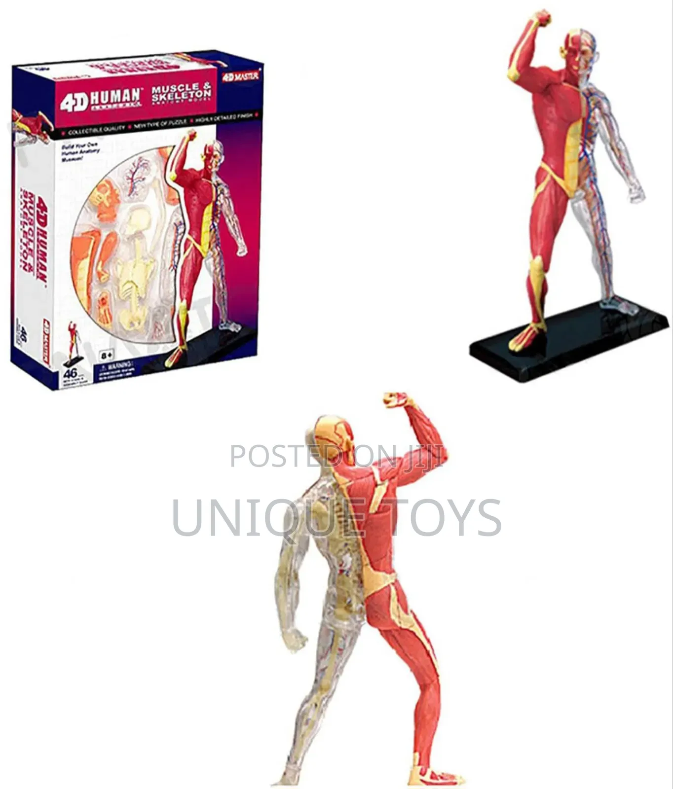 4d Human Muscles Skeleton Anatomy Model, 46-Piece