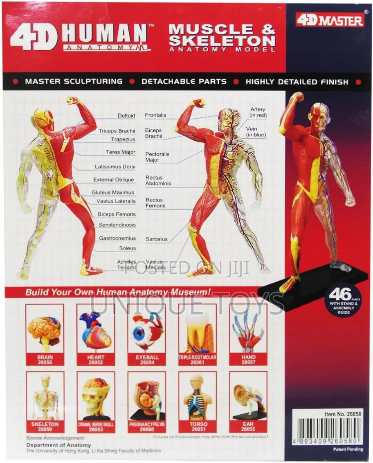 4d Human Muscles Skeleton Anatomy Model, 46-Piece