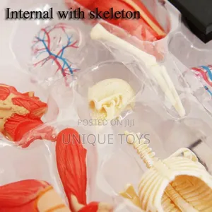 4d Human Muscles Skeleton Anatomy Model, 46-Piece