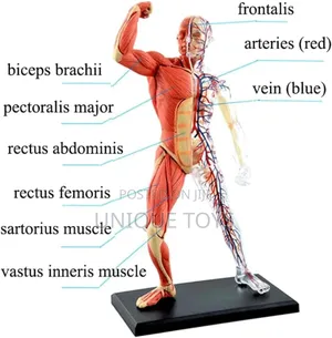 4d Human Muscles Skeleton Anatomy Model, 46-Piece