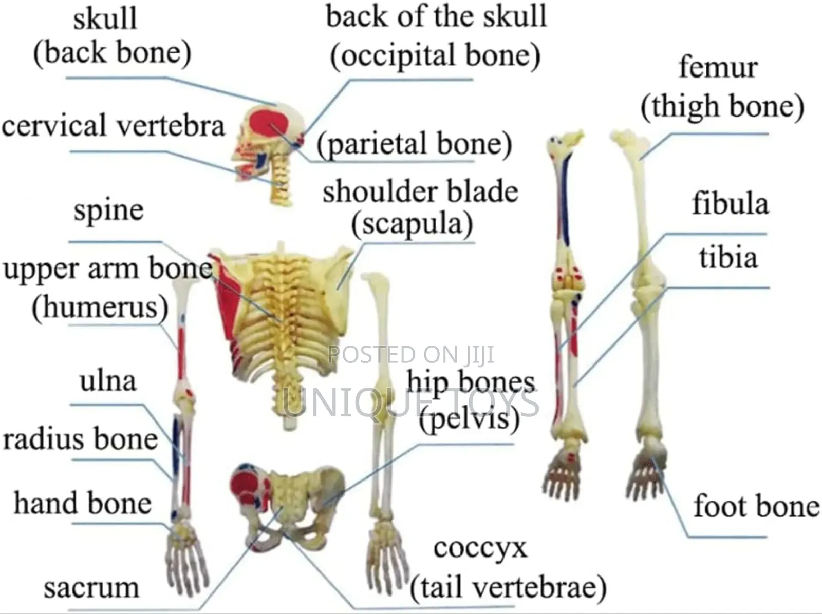 4d Human Muscles Skeleton Anatomy Model, 46-Piece
