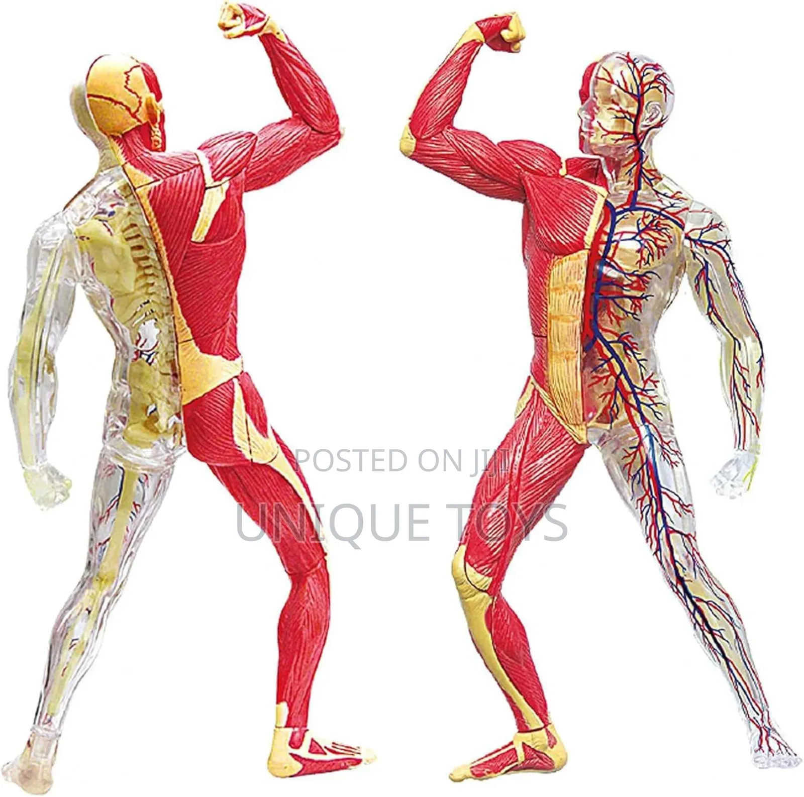 4d Human Muscles Skeleton Anatomy Model, 46-Piece