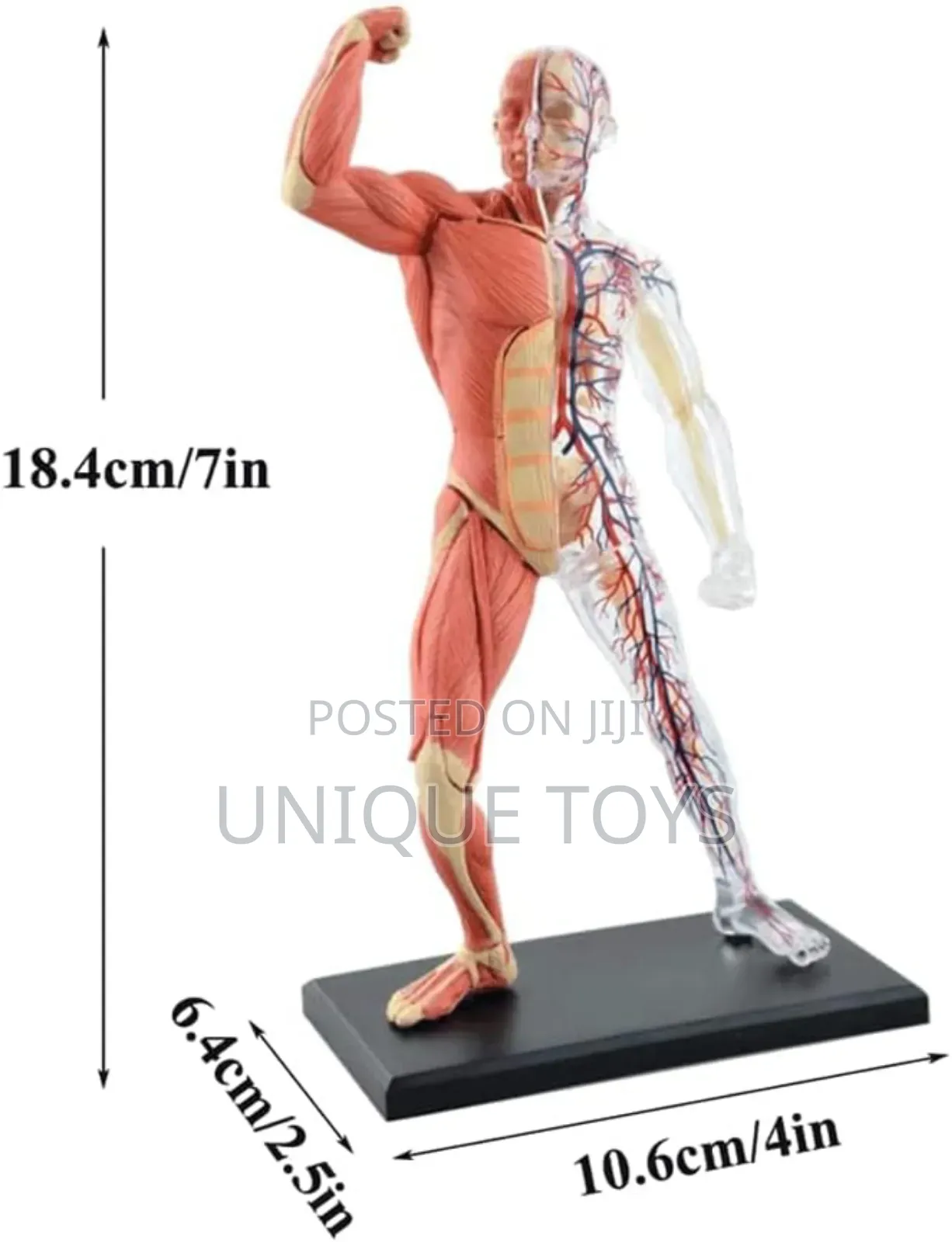 4d Human Muscles Skeleton Anatomy Model, 46-Piece