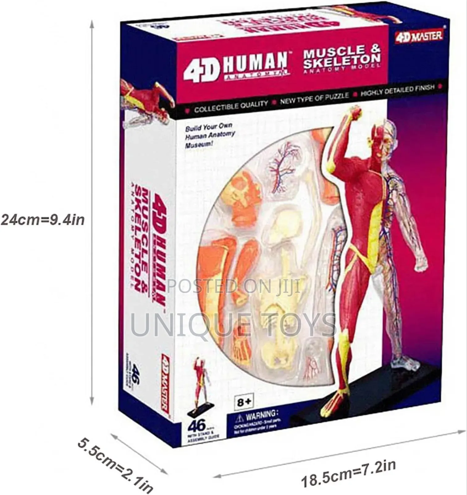 4d Human Muscles Skeleton Anatomy Model, 46-Piece
