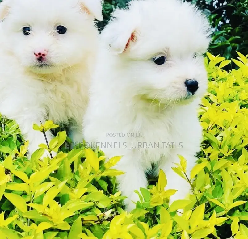 1-3 months Male Mixed Breed Maltese