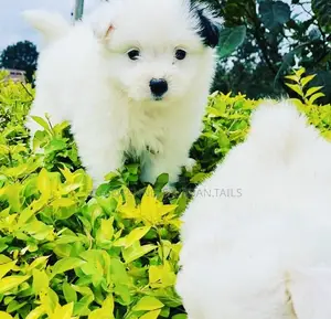 1-3 months Male Mixed Breed Maltese