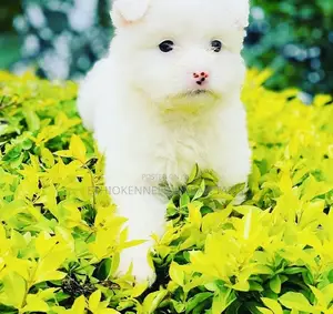 1-3 months Male Mixed Breed Maltese