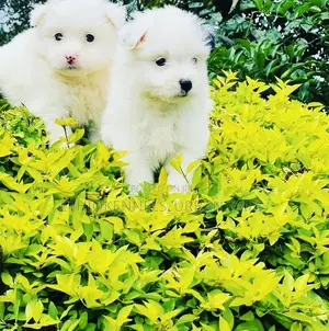 Photo - 1-3 months Male Mixed Breed Maltese