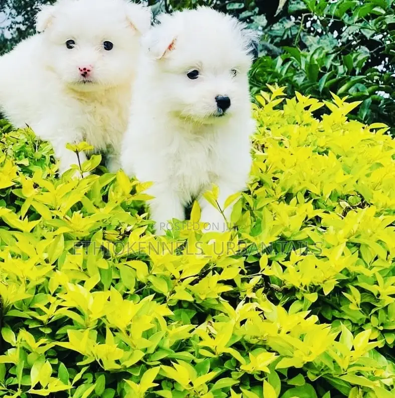 1-3 months Male Mixed Breed Maltese
