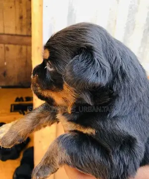 Photo - 1-3 months Male Purebred Rottweiler