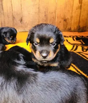 1-3 months Male Purebred Rottweiler