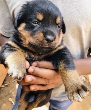 1-3 months Male Purebred Rottweiler