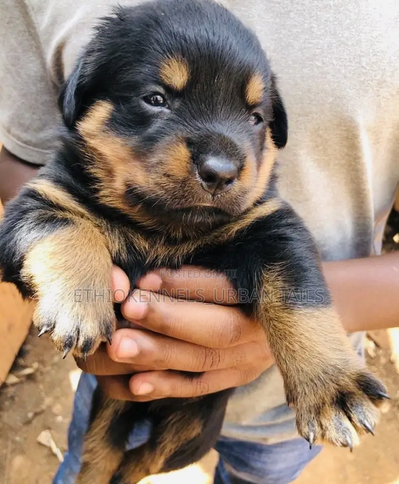 1-3 months Male Purebred Rottweiler