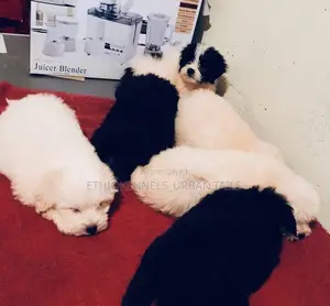 1-3 months Male Mixed Breed Maltese