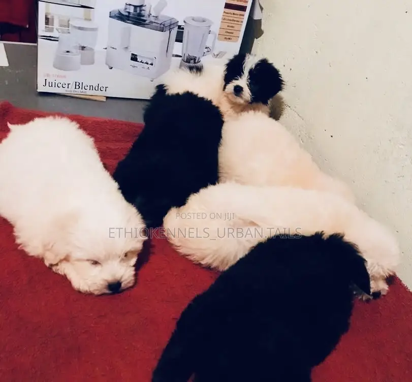 1-3 months Male Mixed Breed Maltese