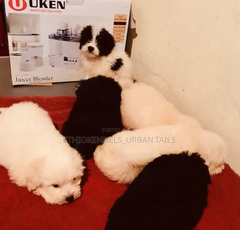 1-3 months Male Mixed Breed Maltese