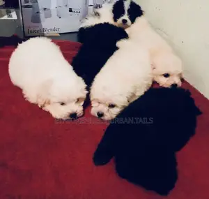 1-3 months Male Mixed Breed Maltese