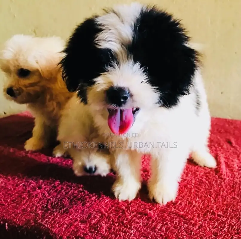 1-3 months Male Mixed Breed Maltese