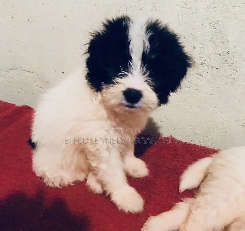 1-3 months Male Mixed Breed Maltese