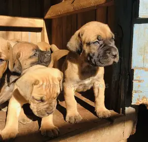Photo - 1-3 months Male Purebred Bullmastiff