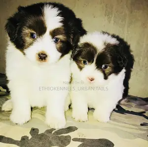 Photo - 1-3 months Male Mixed Breed Maltese