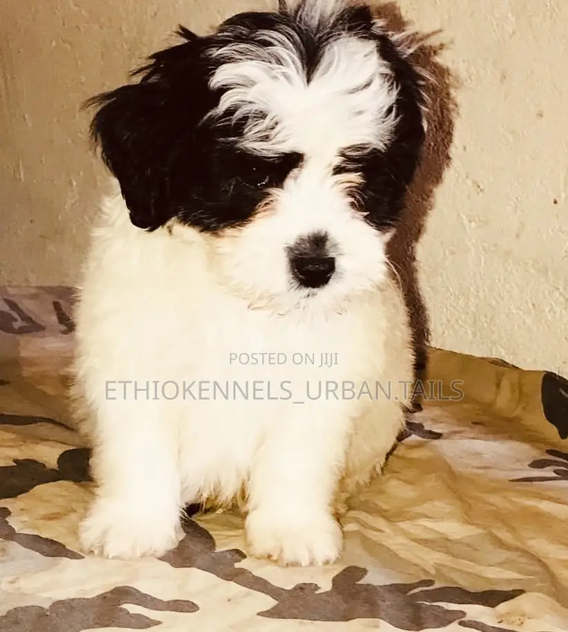 1-3 months Male Mixed Breed Maltese