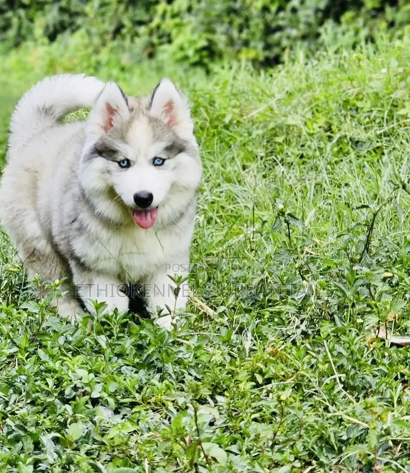 1-3 months Male Purebred Siberian Husky