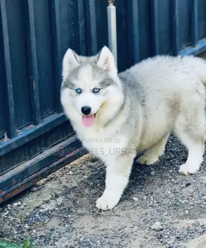 1-3 months Male Purebred Siberian Husky