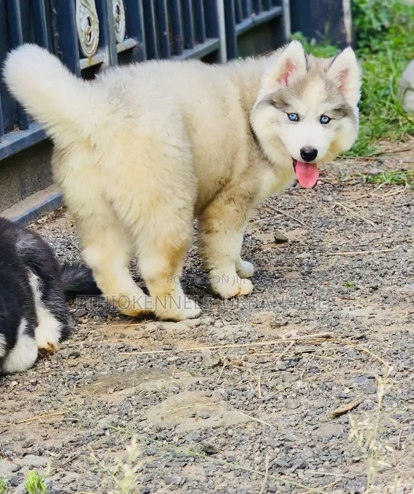 1-3 months Male Purebred Siberian Husky