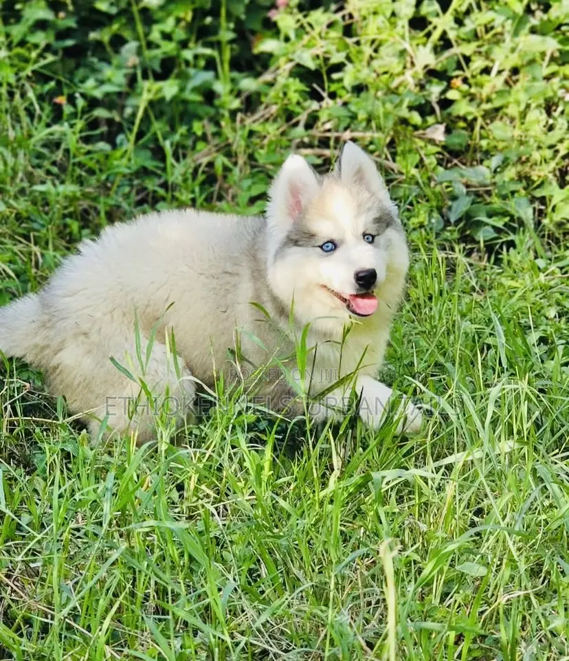 1-3 months Male Purebred Siberian Husky