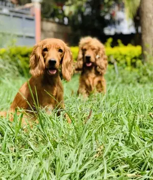 Photo - 1-3 months Male Purebred Cocker Spaniel