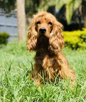 1-3 months Male Purebred Cocker Spaniel