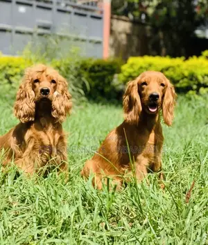 1-3 months Male Purebred Cocker Spaniel