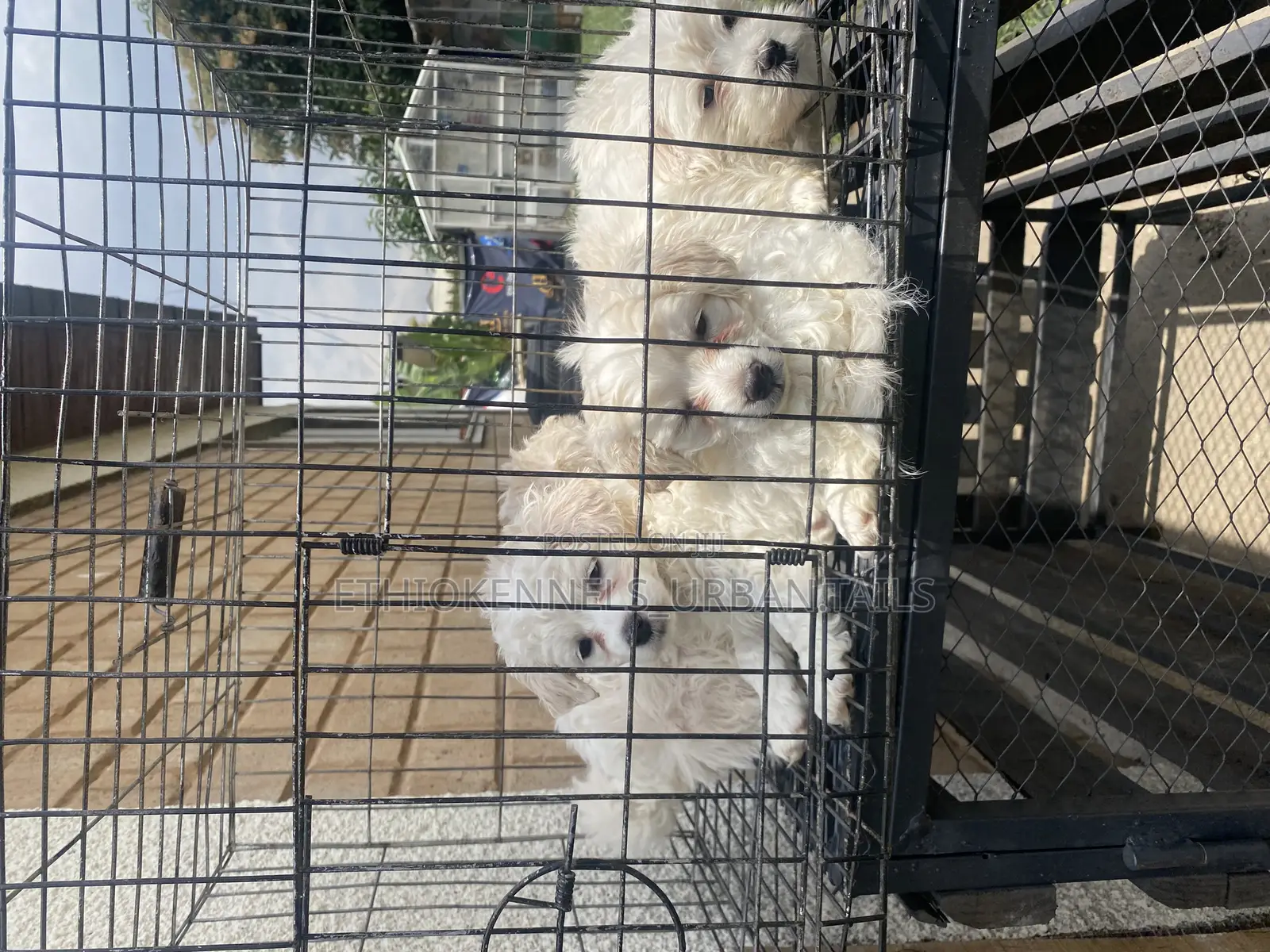 1-3 months Male Purebred Maltese
