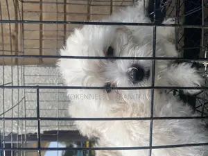 1-3 months Male Purebred Maltese