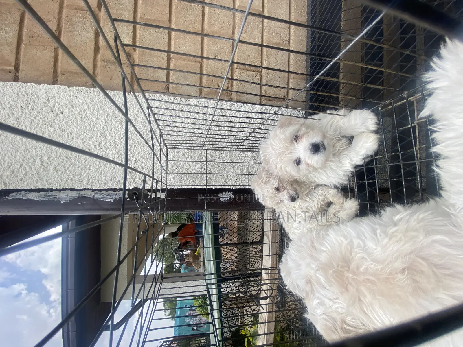 1-3 months Male Purebred Maltese