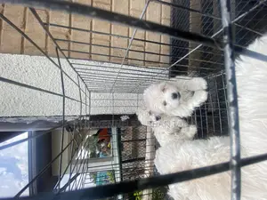 1-3 months Male Purebred Maltese