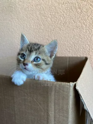 Photo - 1-3 months Female Purebred Abyssinian