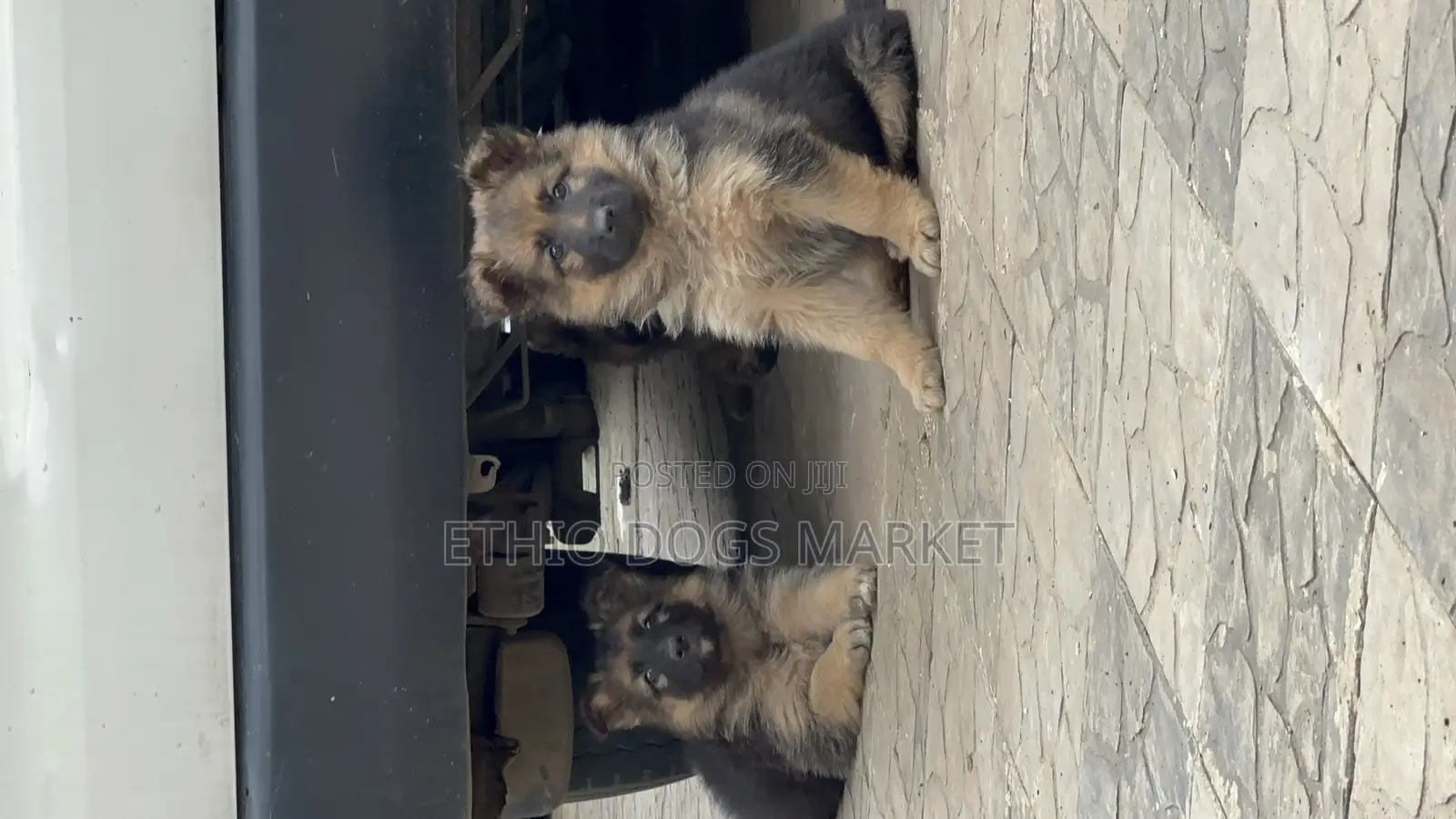 1-3 months Male Purebred German Shepherd