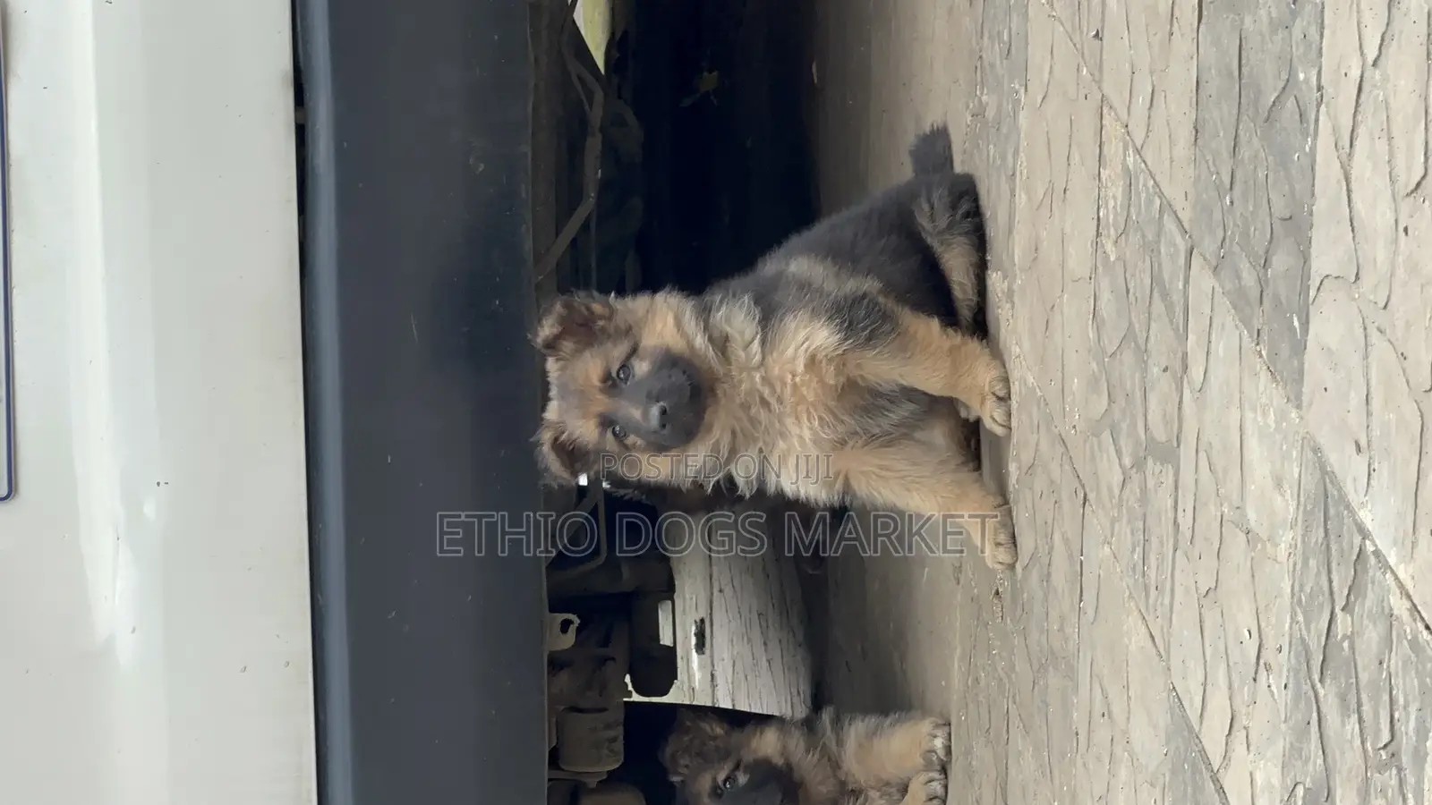 1-3 months Male Purebred German Shepherd