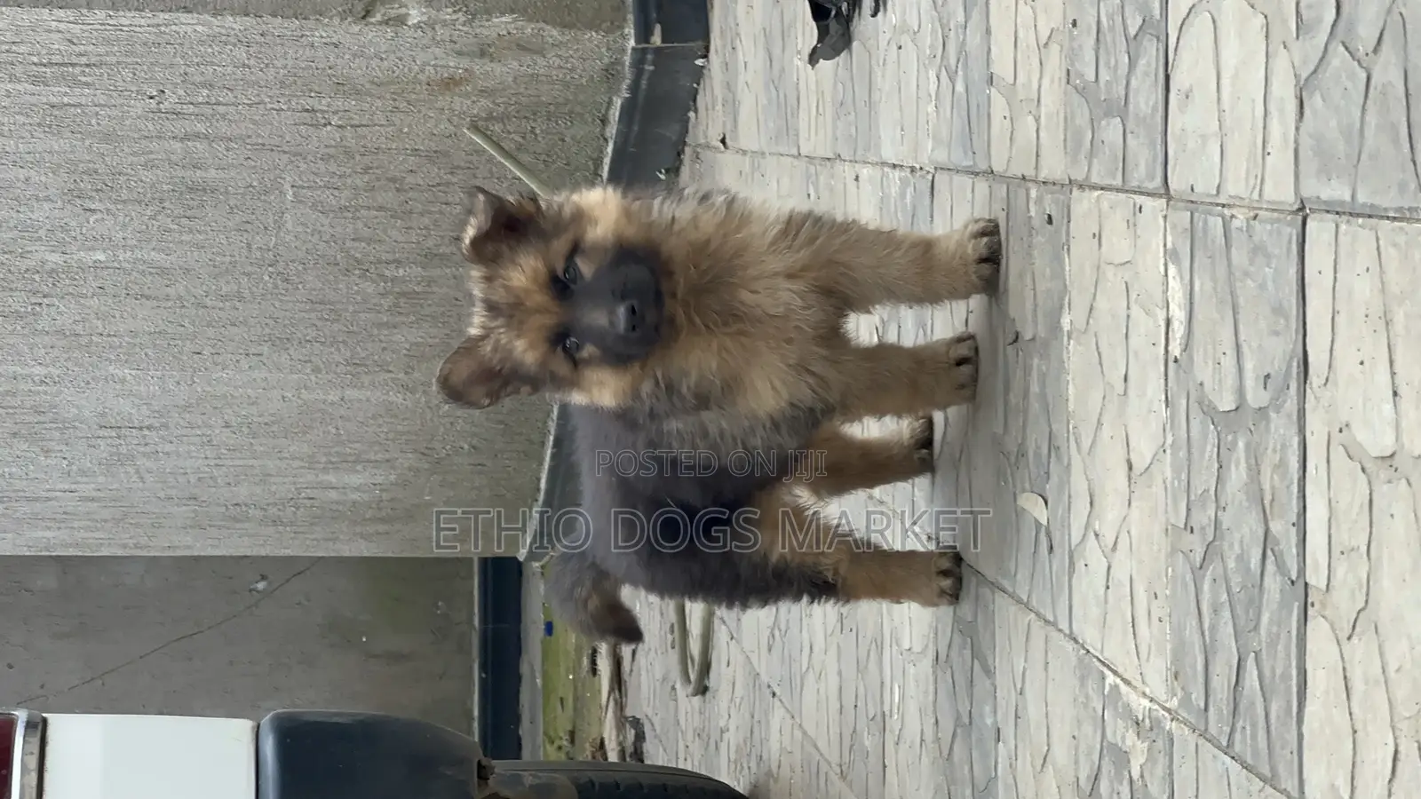 1-3 months Male Purebred German Shepherd