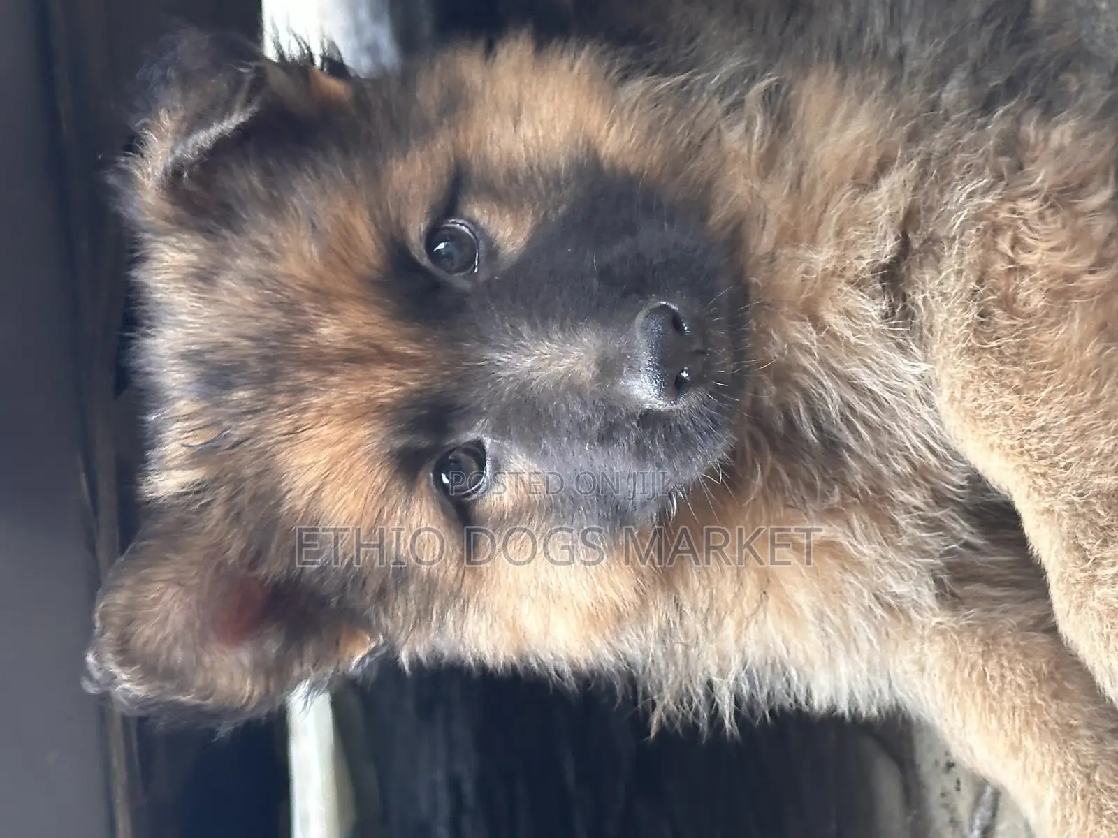 1-3 months Male Purebred German Shepherd