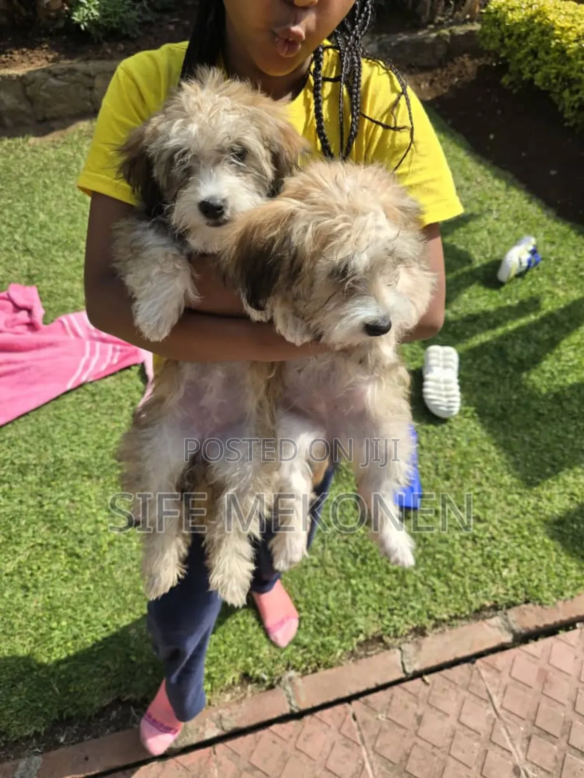 1-3 months Male Purebred Maltese