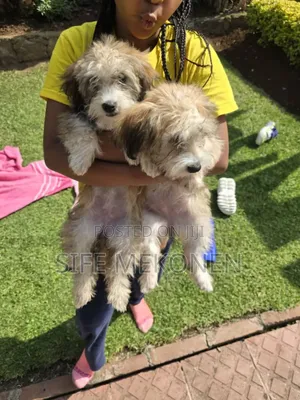 Photo - 1-3 months Male Purebred Maltese