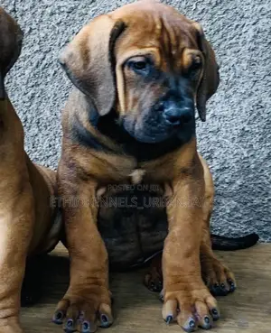 1-3 months Male Purebred Boerboel