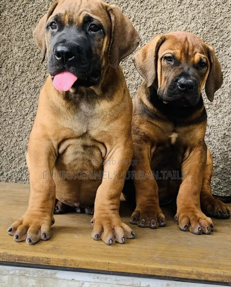 1-3 months Male Purebred Boerboel