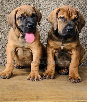 1-3 months Male Purebred Boerboel