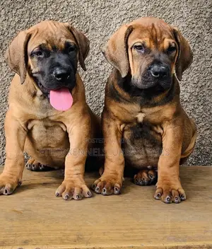 1-3 months Male Purebred Boerboel